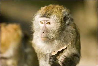 Considéré comme animal sacré par certaines populations indonésiennes, je vis près de la mer et des rivières. J'apprécie les fruits, les légumes, les insectes et surtout les crustacés que je pêche à marée basse.