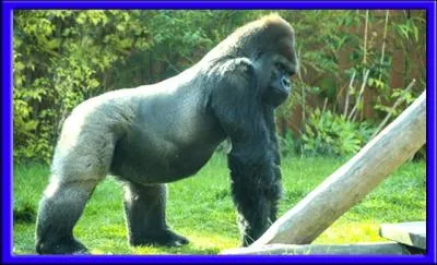 Je suis le plus grand de tous les primates. Ma force physique est inimaginable.