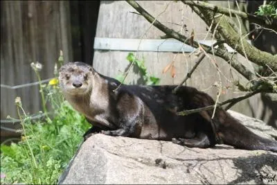 J'habite les ruisseaux, les lacs et les zones côtières de toute l'Amérique du Nord.
