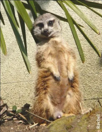Je suis la mangouste la plus populaire. Je me dresse sur mes pattes postérieures pour observer les alentours et communiquer avec les autres.