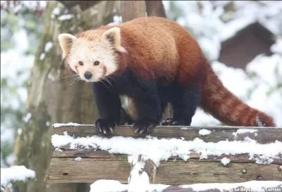 Je fréquente les forêts de montagne riches en bambous (Himalaya et Chine). J'ai la taille d'un grand chat et suis végétarien.