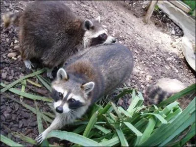 Je dois mon nom à mon habitude de plonger ma nourriture dans l'eau claire pour la ramollir ou ôter les grains de sable.