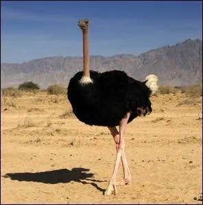 Quel est cet animal ?