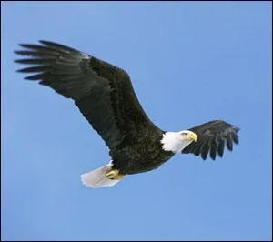 Quel est cet animal ?