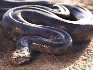 Quel est cet animal ?