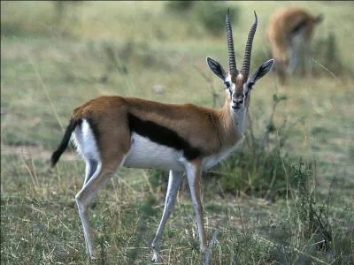 Quel est cet animal ?