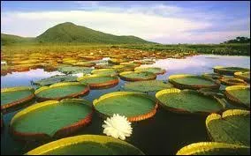 Brasilia est la capitale du Brésil bien qu'elle soit beaucoup moins peuplée que Sao Paulo. Quel architecte a dirigé la construction de Brasilia ?