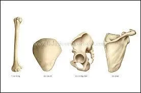 Le tibia est l'os le plus long de notre corps.