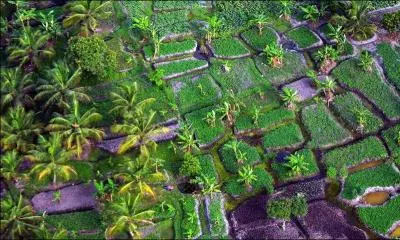 En Côte d'Ivoire, Abidjan a laissé son rang de capitale à Yamoussoukro qui est renommée pour un monument hors du commun, lequel ?