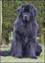 De quelle race est ce chien ?