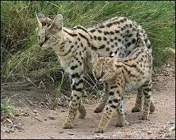 Jusqu'à combien de petits la femelle peut-elle faire au maximum ?