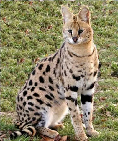 Quel est le nom scientifique du serval ?