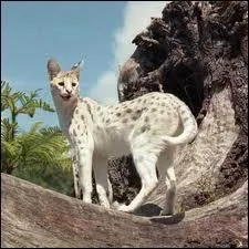 Les servals blancs existent-ils ?
