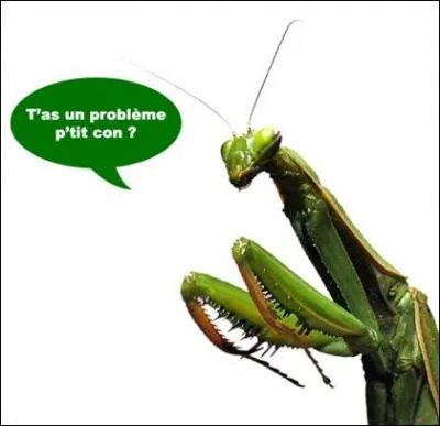 La mante religieuse mange systématiquement la tête, même son partenaire entier lors de l'accouplement.