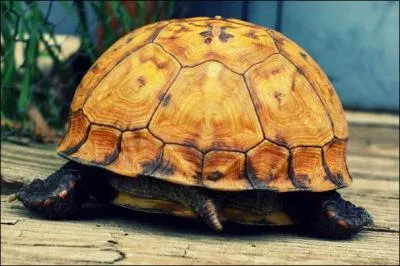 Une tortue peut respirer par l'anus. (Ceux qui ont l'habitude de jouer mes quizz auront un avantage) ;-)