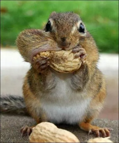 Les écureuils sans le faire exprès 'plantent' des milliers d'arbres en perdant leurs glands et leurs noisettes.