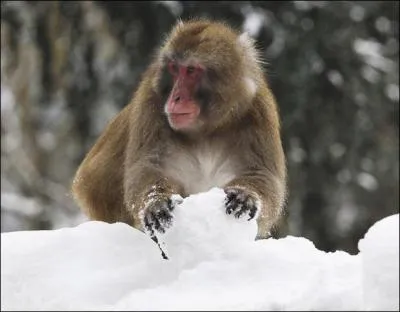 Les macaques japonais font comme les humains, des boules de neige pour s'amuser.