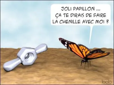 Les capacités gustatives des papillons se trouvent dans leurs pattes.
