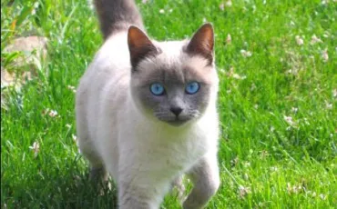 Quiz Felins