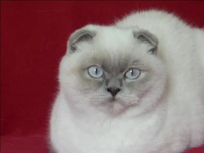 Quelle est la race de ce chat ?