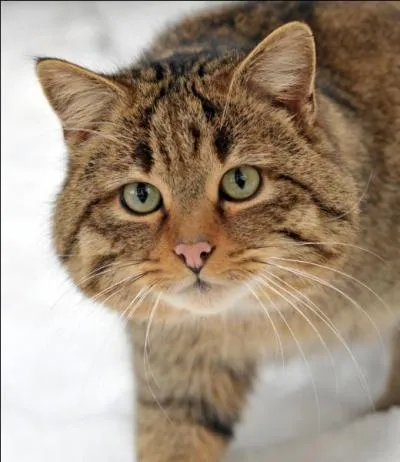 Quelle est la race de ce chat ?