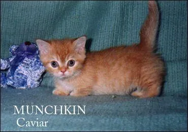 Quelle est la race de ce chat ?