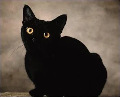 Quelle est la race de ce chat ?