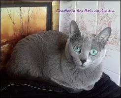 Quelle est la race de ce chat ?