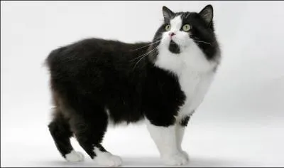 Quelle est la race de ce chat ?