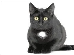 Quelle est la race de ce chat ?