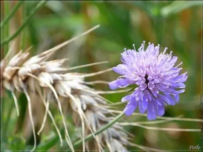 Quelle est cette fleur ?