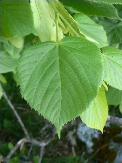 A quel arbre appartient cette feuille ?