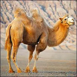 Quel est ce chameau domestique ?