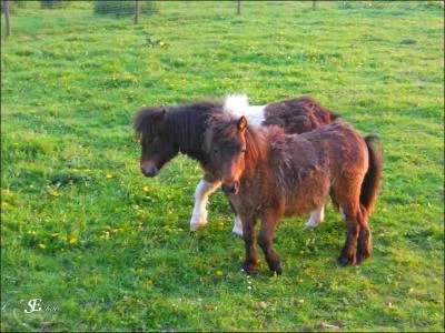 Ses poneys sont des