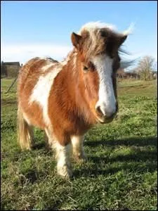 Ce poney est