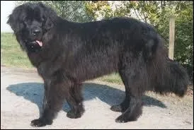 Quelle est cette race de chiens ?