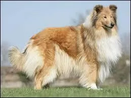 Quel est cette race de chiens ?