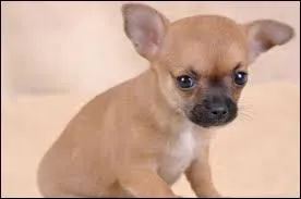 Quelle est cette race de chiens ?