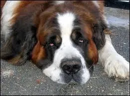 Quelle est cette race de chiens ?