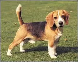 Quelle est cette race de chiens ?