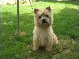 Quelle est cette race de chiens ?