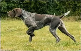 Quelle est cette race de chiens ?