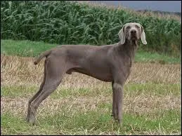 Quelle est cette race de chiens ?