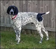 Quelle est cette race de chiens ?