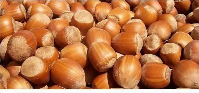 Comment font les écureuils pour savoir si les noisettes sont pourries ou pas ?