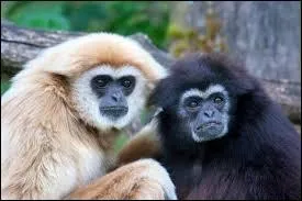 Quel est cet animal ?