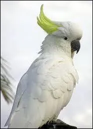 Quel est cet animal ?