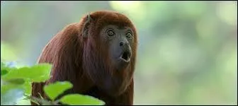 Quel est cet animal ?