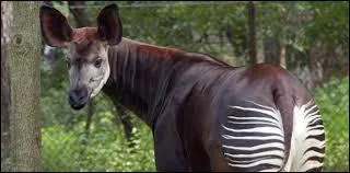 Quel est cet animal ?