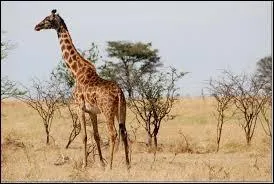 Quel est cet animal ?